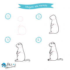 Dibujar una marmota